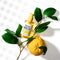 Yuja Niacin 30 Days Blemish Care Serum - Focallure™ Arabia